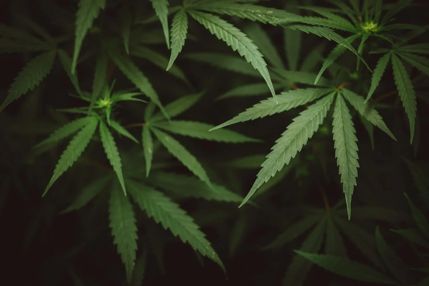 Cannabis